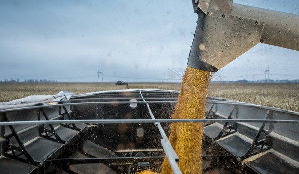 Agricultural machines are loaded with grain at a farmers field